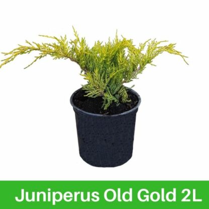 Juniperus Old Gold 2l