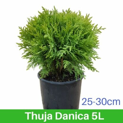 Thuja Danica 5L