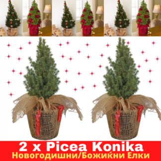 Picea Conica novogodisni bozikni elki