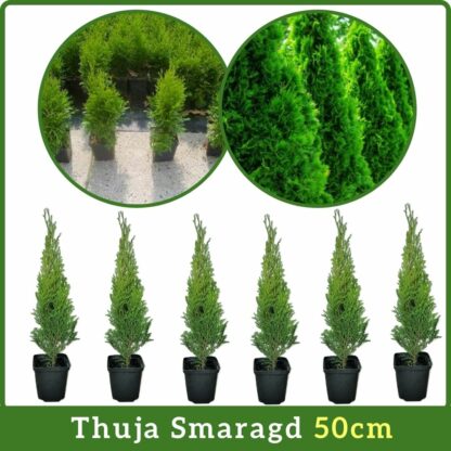 Thuja Smaragd 50cm