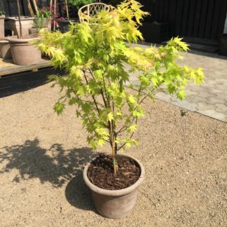 Acer Palmatum Deshojo - Жолт