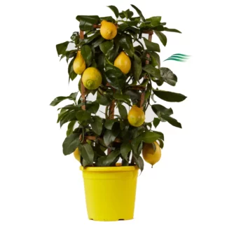 Mini- Citrus Limon Lunario