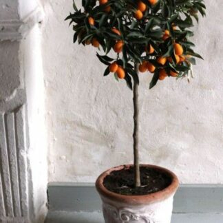 Citrus fortunela (Kumquat)