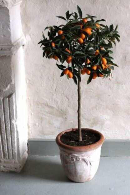 Citrus fortunela (Kumquat)