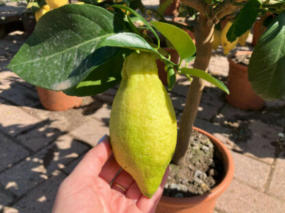 Mini- Citrus Limon Lunario - Image 6