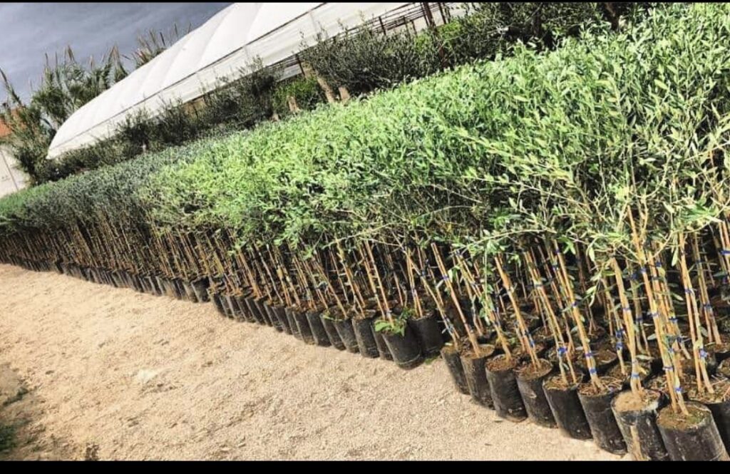 Маслинка Olea Europaea – Korneiki 120cm (Maslina, maslinka ...