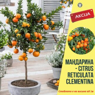 Мандарина Клементина – Citrus Reticulata Clementina, Mandarina Klementina