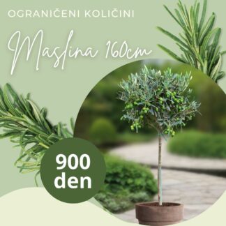 Маслина Olea Europaea 160cm, Maslina 1