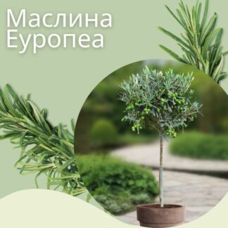 Маслинка Olea Europaea 120-140cm во Саксија (Maslina, maslinka)