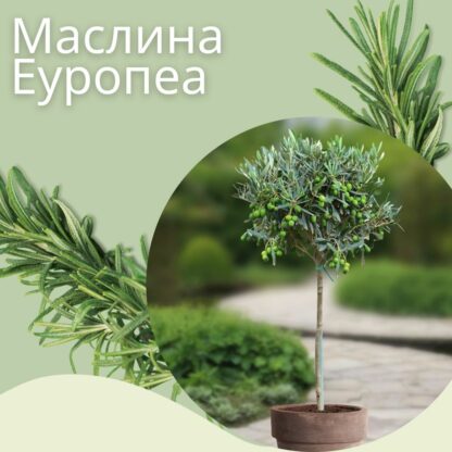 Маслинка Olea Europaea 120-140cm во Саксија (Maslina, maslinka)