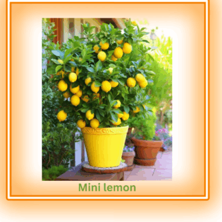 Џуџест Лимон - Citrus Limon