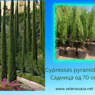 Cypresses pyramidalis 70 cm