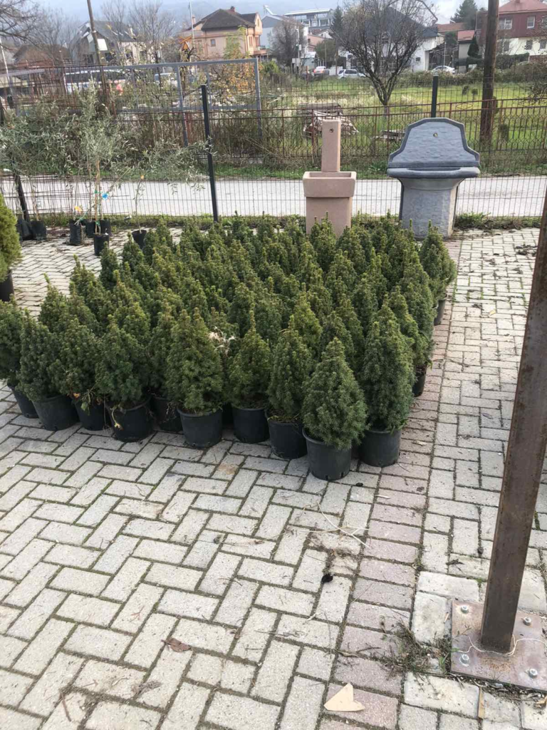 Жива Елка Коника, Živa Elka Konika – Picea Glauca Conica – ZelenaOaza.net
