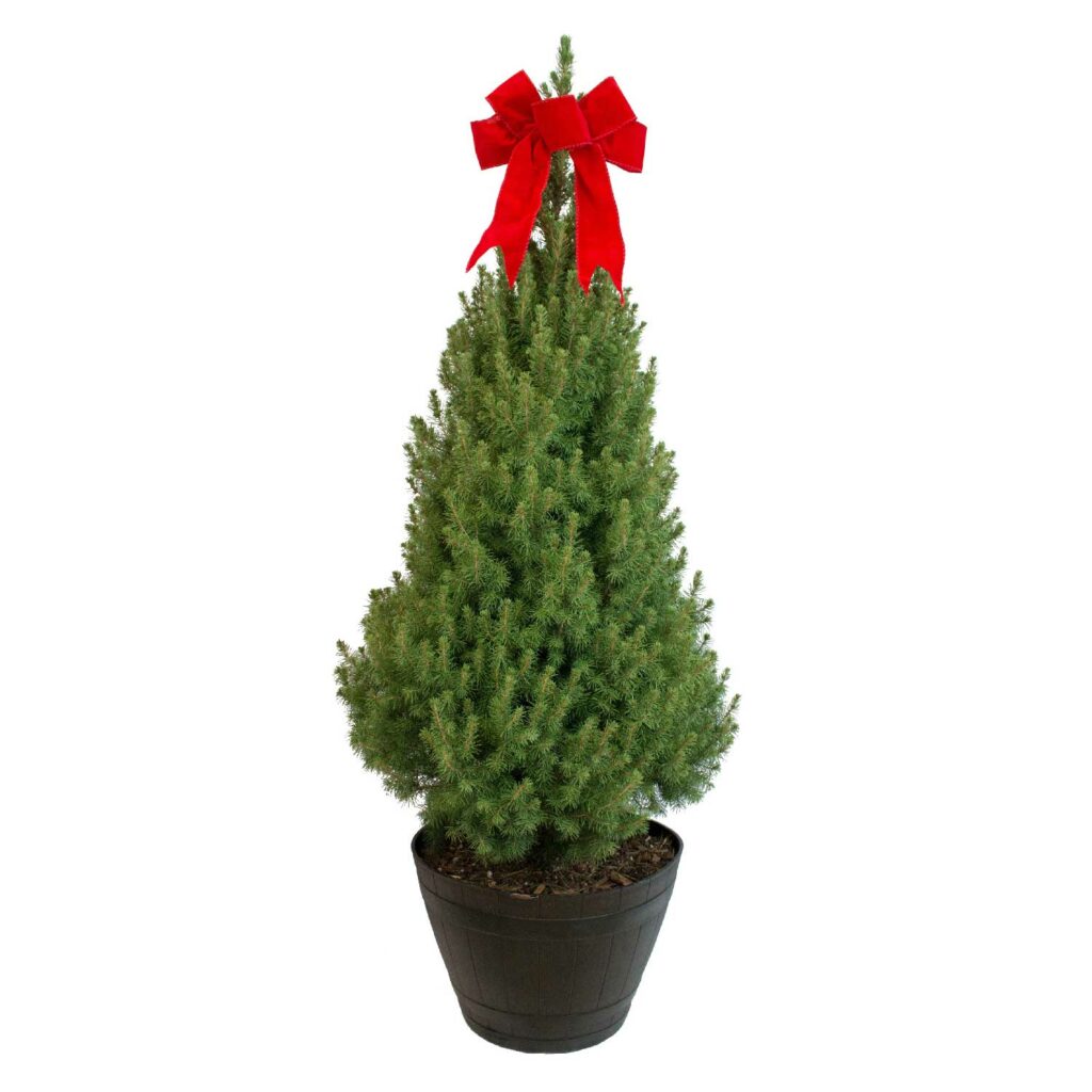 Жива Елка Коника, Živa Elka Konika – Picea Glauca Conica – ZelenaOaza.net