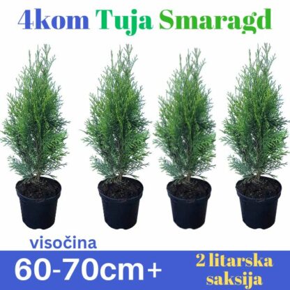 Thuja Smaragd 2l 60-70cm