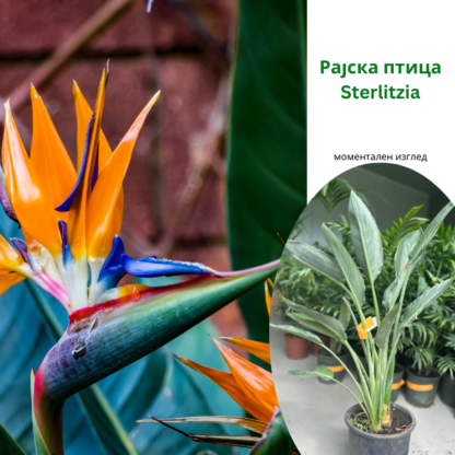 Strelitzia reginae - Рајска Птица