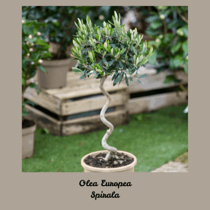 Маслина Спирала- Olea europea Spiral - Image 4