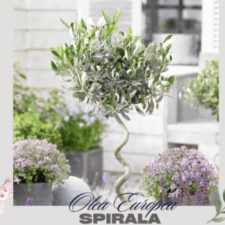 Маслина Спирала- Olea europea Spiral