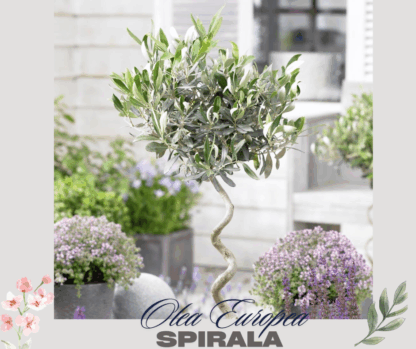 Маслина Спирала- Olea europea Spiral