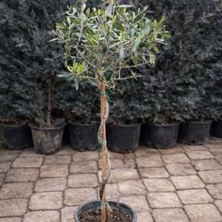 Olea europea Spiral 1