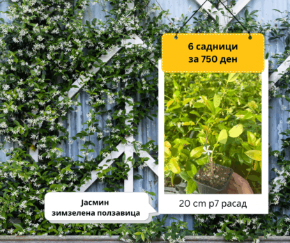 ( СЕТ 6 )Зимзелен Јасмин - 6 садници за 750 ден (расад) - Image 2