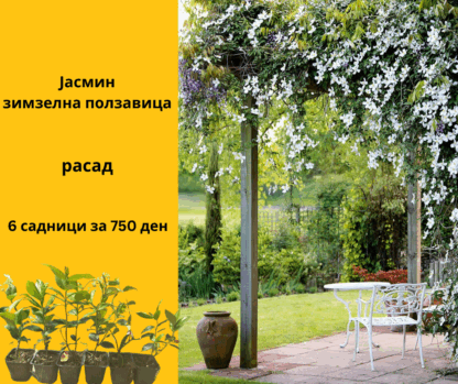 ( СЕТ 6 )Зимзелен Јасмин - 6 садници за 750 ден (расад) - Image 3