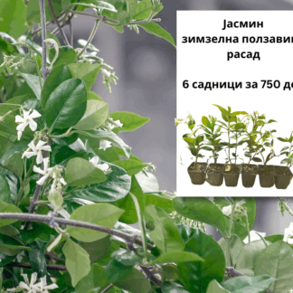 ( СЕТ 6 )Зимзелен Јасмин - 6 садници за 750 ден (расад)