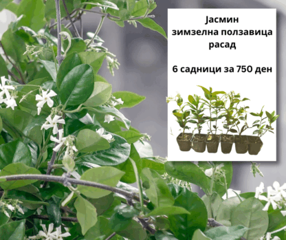 ( СЕТ 6 )Зимзелен Јасмин - 6 садници за 750 ден (расад)