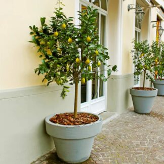 Limon Majer 4 Годишен 150 cm 12l