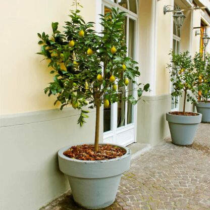 Limon Majer 4 Годишен 150 cm 12l