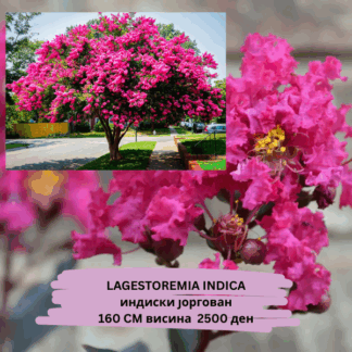 Lagestoremia indica