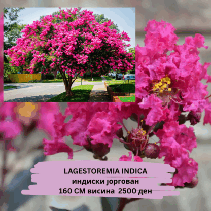 Lagestoremia indica