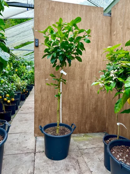 Limon Majer 4 Годишен 150 cm 12l - Image 2