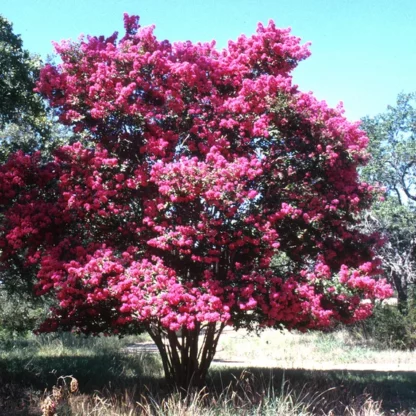 Lagestoremia indica - Image 3