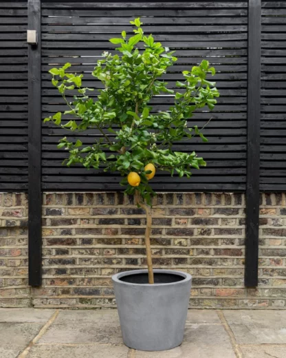 Limon Majer 4 Годишен 150 cm 12l - Image 3