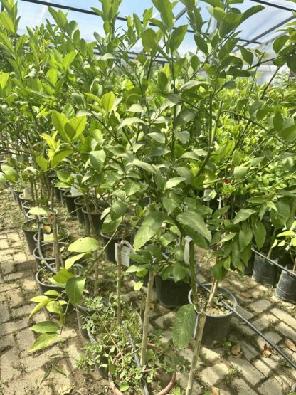 Limon Majer 4 Годишен 150 cm 12l - Image 5