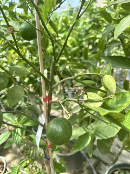 Limon Majer 4 Годишен 150 cm 12l - Image 6