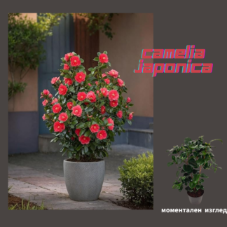 Camellia Japonica