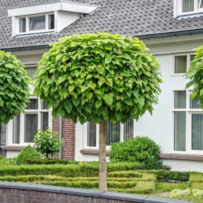 Catalpa Nana - Image 2