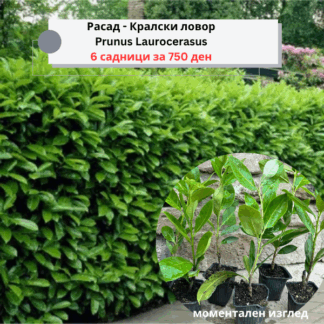 Prunus laurocerasus - rasad 6 za 750 den