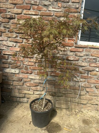 Acer palmatum dissectum ‘Tamukeyama’ - pendula - Image 9