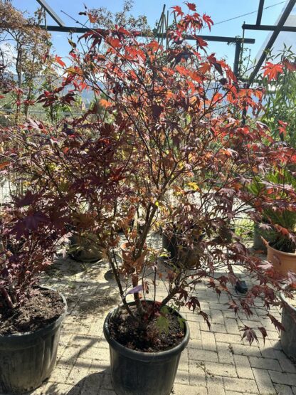 Acer palmatum Atropurpureum - Image 2