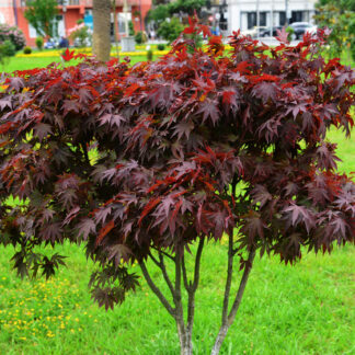 Acer palmatum Atropurpureum