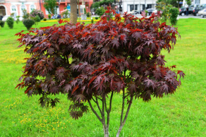 Acer palmatum Atropurpureum