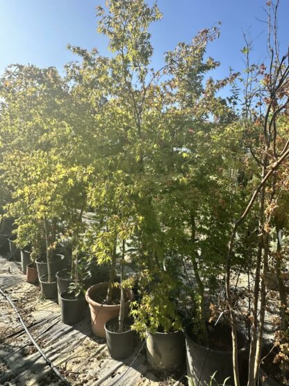 Acer Palmatum Green  180 cm - Image 3