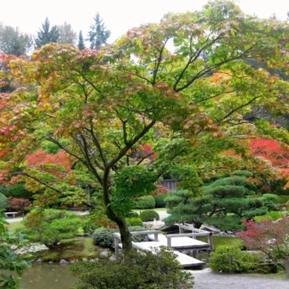 Acer Palmatum Green  180 cm