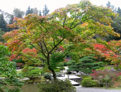 Acer Palmatum Green  180 cm