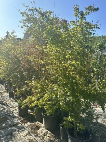 Acer Palmatum Green  180 cm - Image 2