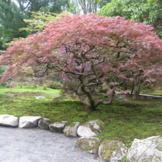 Аcer palmatum var. dissectum standart form 220 CM