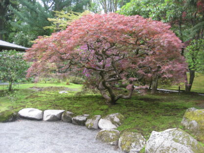 Аcer palmatum var. dissectum standart form 220 CM